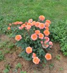 IMG_20250715_185436.jpg