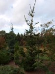 Picea_abies_Lucky_Strike.jpg
