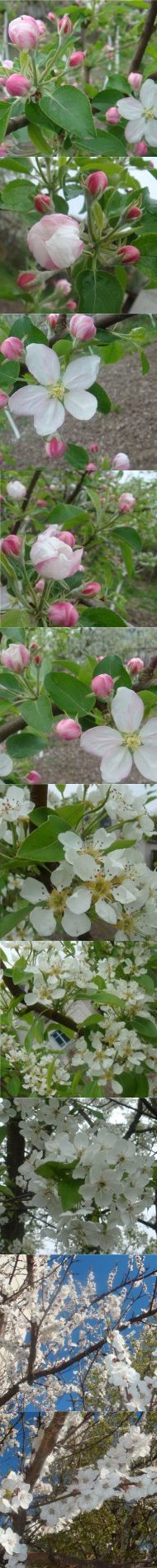 Фотографии из альбома "ЦВЕТУЩИЙ САД"