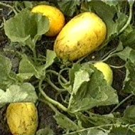 Дыни в Пермском крае - Фотография 2 - img_4690_63631.jpg