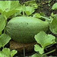 Дыни в Пермском крае - Фотография 4 - img_4692_63631.jpg