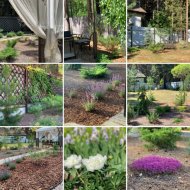 Дачные картинки - Фотография 11 - 8D2714EF-105F-485D-8BBD-3D67D454F5A0.jpeg