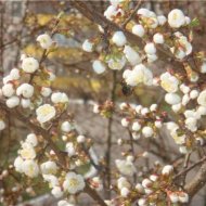 ЦВЕТУЩИЙ САД - Фотография 1 - img_11618_62991.jpg