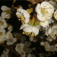 ЦВЕТУЩИЙ САД - Фотография 2 - img_11619_62991.jpg