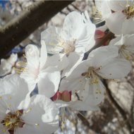 ЦВЕТУЩИЙ САД - Фотография 3 - img_11620_62991.jpg