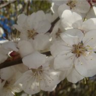 ЦВЕТУЩИЙ САД - Фотография 4 - img_11621_62991.jpg