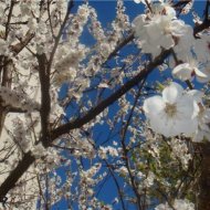 ЦВЕТУЩИЙ САД - Фотография 5 - img_11625_62991.jpg