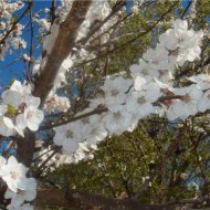 ЦВЕТУЩИЙ САД - Фотография 6 - img_11626_62991.jpg