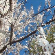 ЦВЕТУЩИЙ САД - Фотография 7 - img_11627_62991.jpg