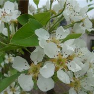 ЦВЕТУЩИЙ САД - Фотография 10 - img_12061_62991.jpg