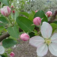 ЦВЕТУЩИЙ САД - Фотография 11 - img_12062_62991.jpg