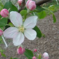 ЦВЕТУЩИЙ САД - Фотография 13 - img_12064_62991.jpg