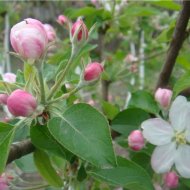 ЦВЕТУЩИЙ САД - Фотография 15 - img_12067_62991.jpg