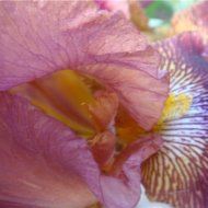 Фотографии из альбома "Мои цветы"