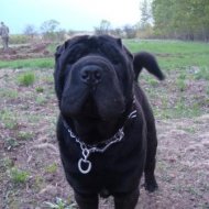 Участок - Фотография 1 - img_13695_127647.jpg