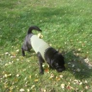 Участок - Фотография 2 - img_13696_127647.jpg