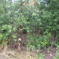 Постройка мойдодыра - Фотография 30 - 2010-08-25.JPG