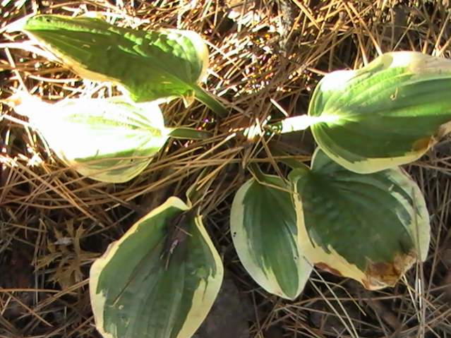 Альбом Хосты 2009 год - Фотография 27