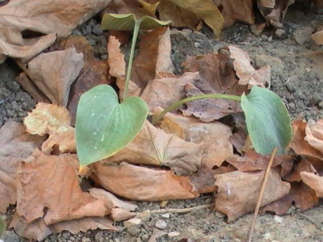 Альбом Хосты 2009 год - Фотография 32