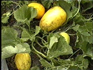 Альбом Дыни в Пермском крае - Фотография 2