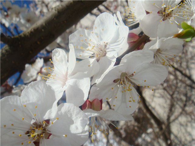 Альбом ЦВЕТУЩИЙ САД - Фотография 3