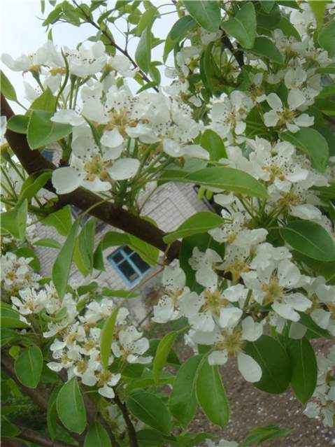 Альбом ЦВЕТУЩИЙ САД - Фотография 9